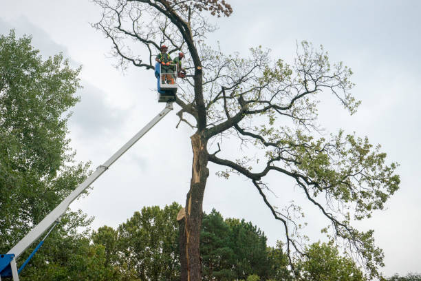 Best Palm Tree Trimming  in Nashua, IA